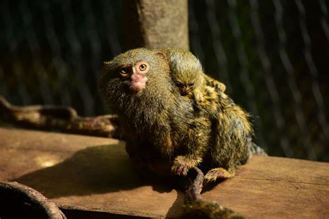 Pygmy marmoset with baby (Cebuella pygmaea) - ZooChat