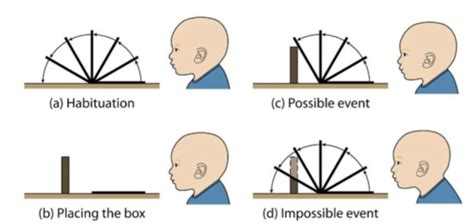 Developmental Psych Conceptual Development Flashcards Quizlet