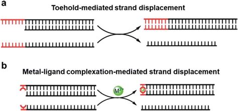 Dna Strand Displacement Mediated By The Conventional Toehold A And Download Scientific