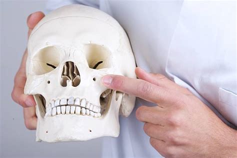 Infraorbital Foramen Stock Photos, Pictures & Royalty-Free Images - iStock