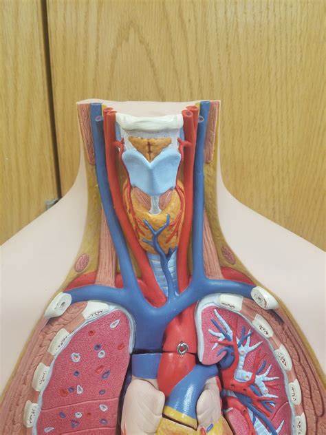 Blood Vessels On The Torso Model Part Diagram Quizlet