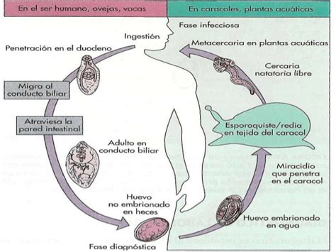 Fasciolosis Blog De Parasitologia