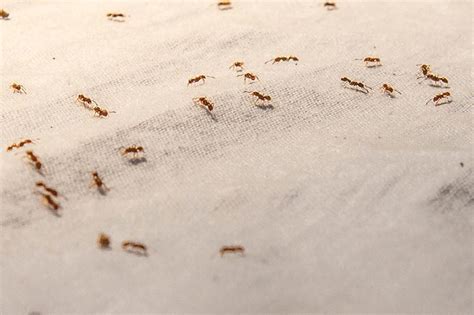 How To Get Rid Of Ants In Bed Learn Methods