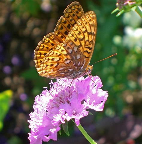 Butterfly And Purple Flower Thuya Gardens Dave Aragona Flickr