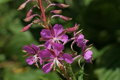 Epilobio Fireweed Flores Foto Gratis En Pixabay Pixabay