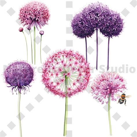 Pc Watercolor Giant Allium Png Bundle Water Color Floral Clipart