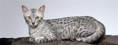 Abyssinian Egyptian Mau Mix Wallpapers Wallpaper Cave