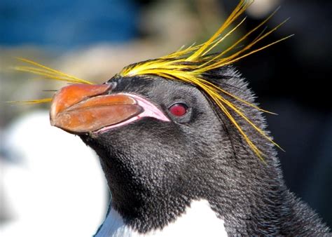 Macaroni Penguin – "OCEAN TREASURES" Memorial Library