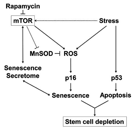 Figure S6 Schematic Model Of The Proposed Mechanisms By Which MTOR