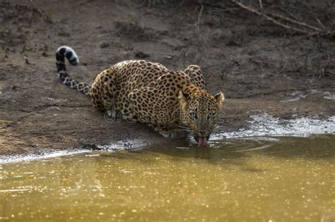 Indian Wild Female Leopard Or Panther Or Panthera Pardus Fusca