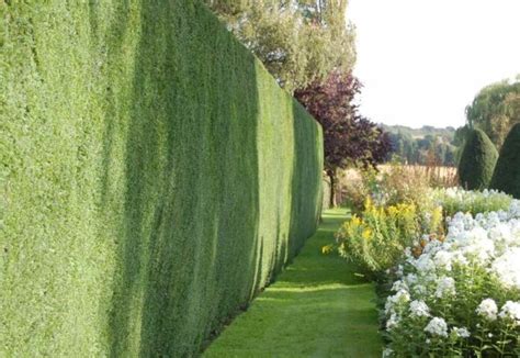 Hedges For Privacy - Agriculture Goods