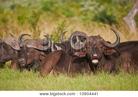 Herd Cape Buffalo Image & Photo (Free Trial) | Bigstock