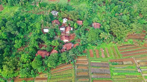 Gambar Hijau Groundcover Menanam Taman Perkebunan Rumput Pohon