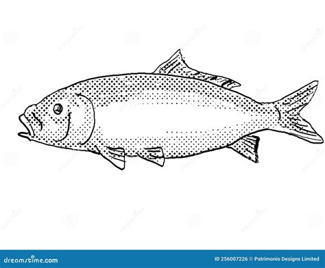 Bigmouth Buffalo Or Ictiobus Cyprinellus Freshwater Fish Drawing Stock