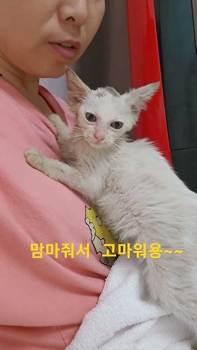 엄청난 개냥이를 주웠다 Cute Cats 고양이들 새끼고양이구조새끼고양이아기고양이 아기고양이구조 Youtube