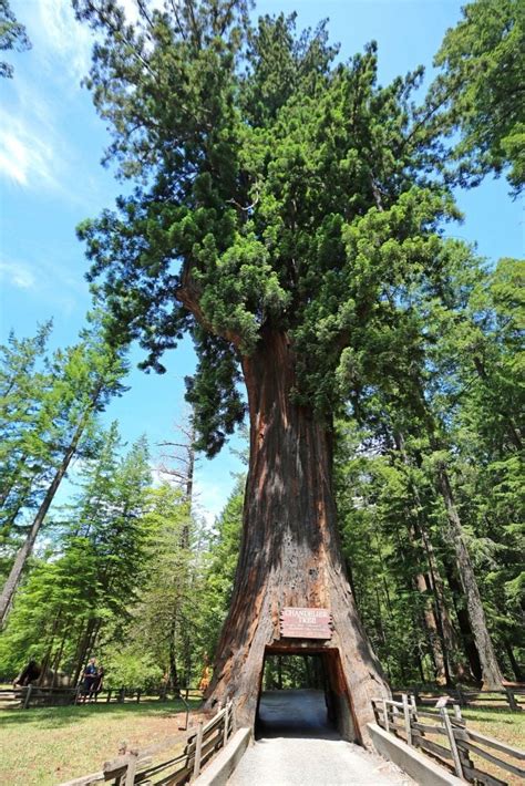 25 Amazing Things To Do At Redwood National Park In 2021