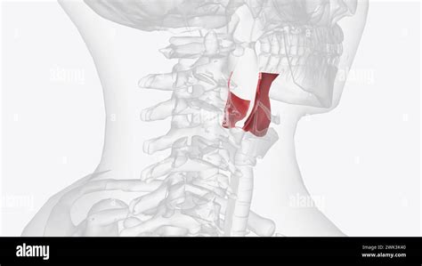 The laryngeal vestibule is the part of the laryngeal cavity lying ...