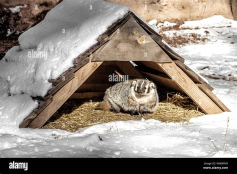 American Badger. Badger in wood shelter surrounded by snow Stock Photo ...