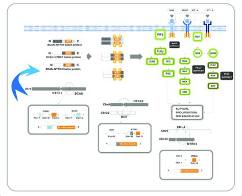 A Diagram Describes The Trk Pathway And The Oncogenic Mechanism Of