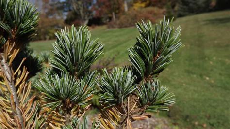 Pinus Parviflora Glauca Nana Glauca Nana Japanese White Pine The Dawes Arboretum