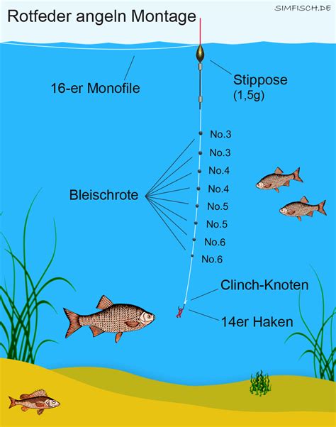 Rotfeder angeln Tipps für Tackle Montagen und Köder Simfisch de