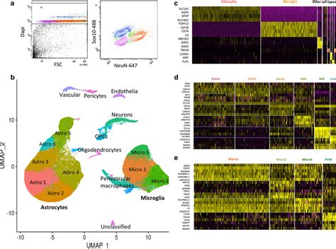 Analysis Of Human Brain Microglia And Astrocytes From Low And High Ad Download Scientific