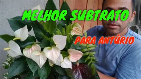 O MELHOR SUBSTRATO PARA PLANTAR ANTÚRIO YouTube