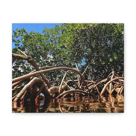 Red Mangroves - Etsy