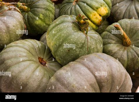 Crown Prince Pumpkin Stock Photo Alamy