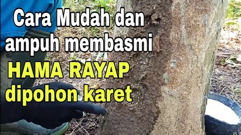 Cara Mudah Dan Ampuh Membasmi Hama Rayap Pada Pohon Karet YouTube