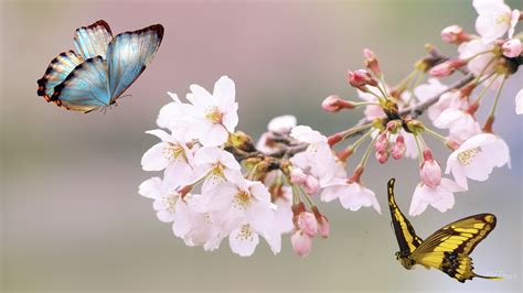 Beautiful Butterflies And Flowers Wallpapers 56 Images