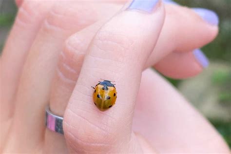 Ladybug Habitat Where Do Ladybugs Live Gardenia Organic