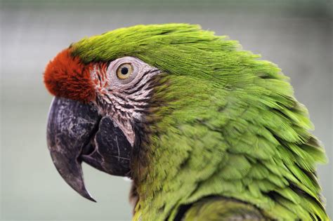 Definitive Guide To Military Macaw Facts, Habitat, Conservation Status ...