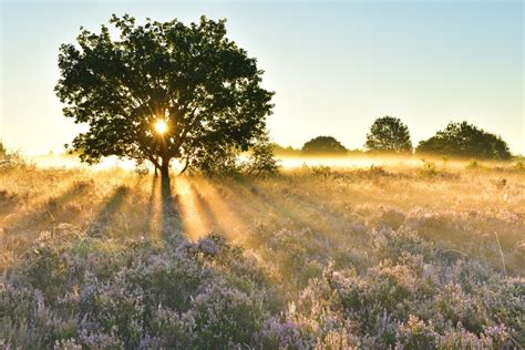 Wintereik Vs Zomereik Onze Natuur