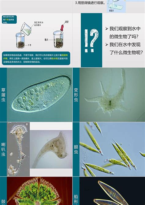 《用显微镜观察身边的生命世界三》微小世界ppt教学课件卡卡办公