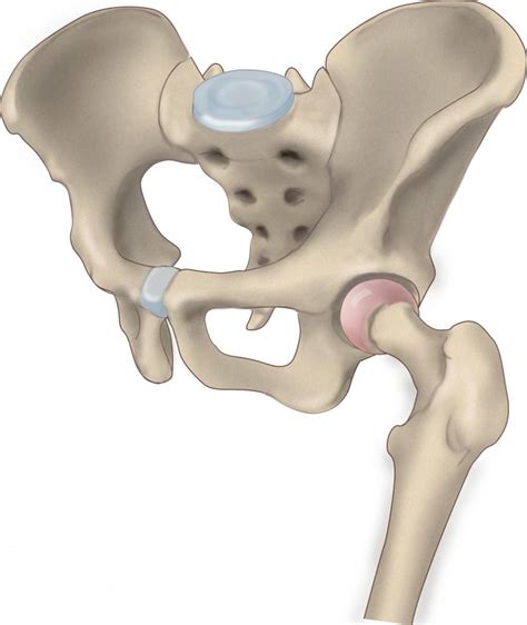 Hip Joints Clip Art Library