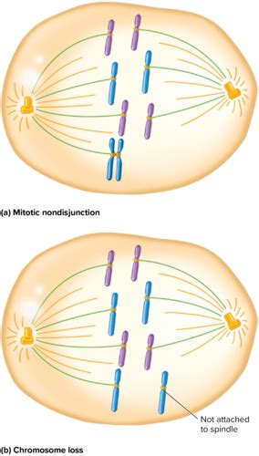 Genetics Chapter 8 Variation In Chromosome Structure And Number