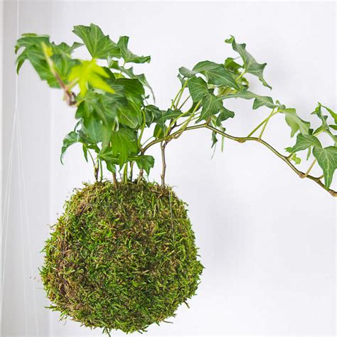 Captivating Indoor Moss Garden Ideas