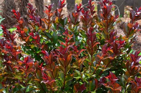 Lagerstroemia Coral Magic Crape Myrtle Garden