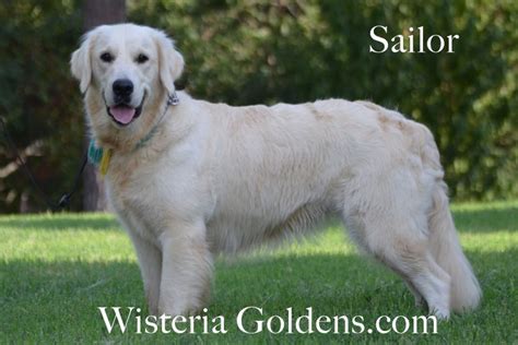 English Cream Golden Retriever Grooming Archives - Wisteria Goldens