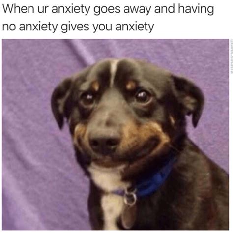 10+ Hilarious Doggo Memes That’ll Give You A Five Minute Break From The ...