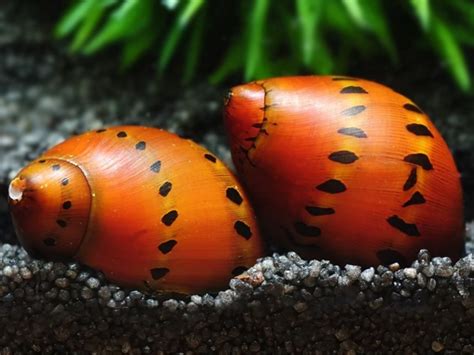 Red Spotted Nerite Snail Packs Of 2 Aquaticheavens