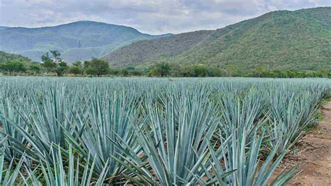 Por Qu Estudiar Una Maestr A En Procesos Del Tequila Uag Media Hub