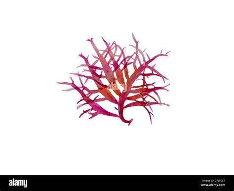 Red Algae Or Rhodophyta Branch Isolated On White Red Seaweed Stock