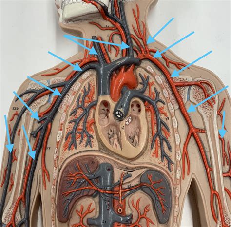 Upper Body Arteries And Veins Diagram Quizlet