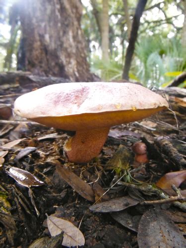 Boletus Floridanus INaturalist