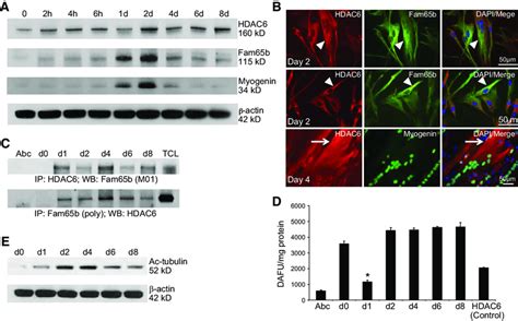 Fam65b Interacts With HDAC6 In Differentiating Human Myogenic Cells A