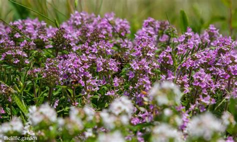 28 of the Best Evergreen Ground Cover for Shade and Full Sun: Year ...