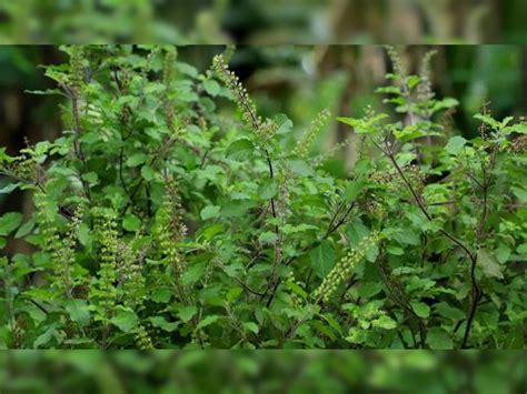 Tulsi Manjari Ke Upay तुलसी में भरी हुई मंजरी को न होने दें बेकार इन उपायों को करने से भरी