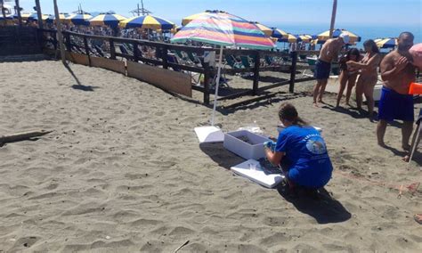 Un Altro Nido Di Tartaruga Marina Sulla Spiaggia Del Lido Di Latina